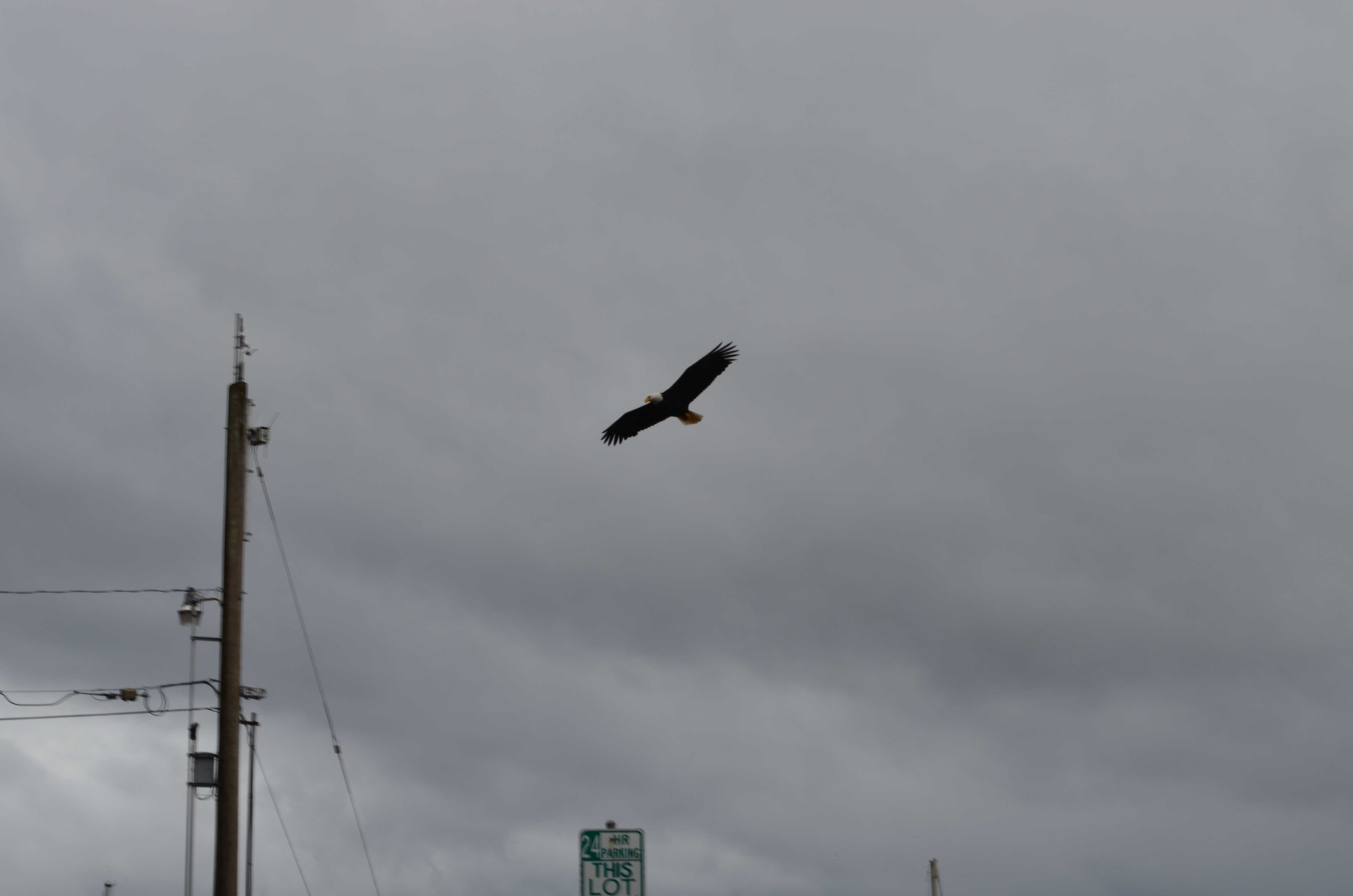./2017/08 - Alaska Cruise/11 - Ketchikan/DSC_0532.JPG